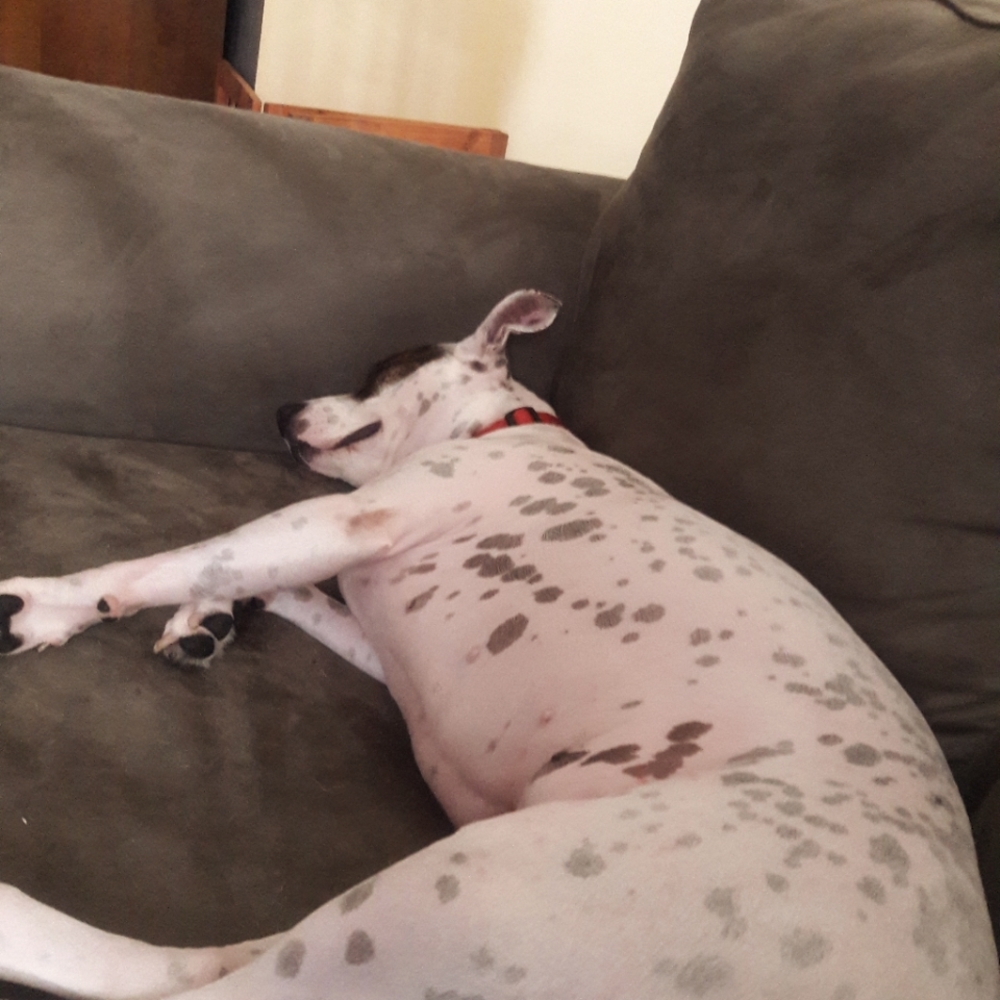 Meet your Posher, David